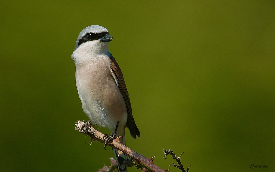 Kızılsırtlı örümcekkuşu