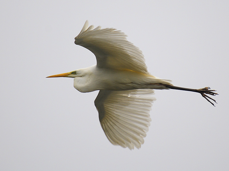 Büyük ak balıkçıl