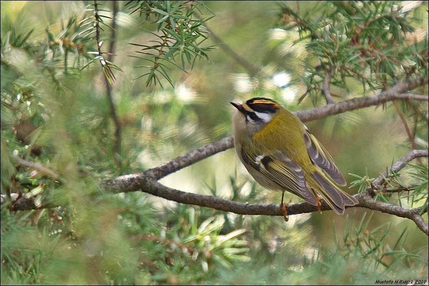 Sürmeli çalıkuşu
