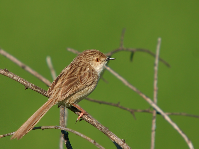 Dikkuyruklu ötleğen