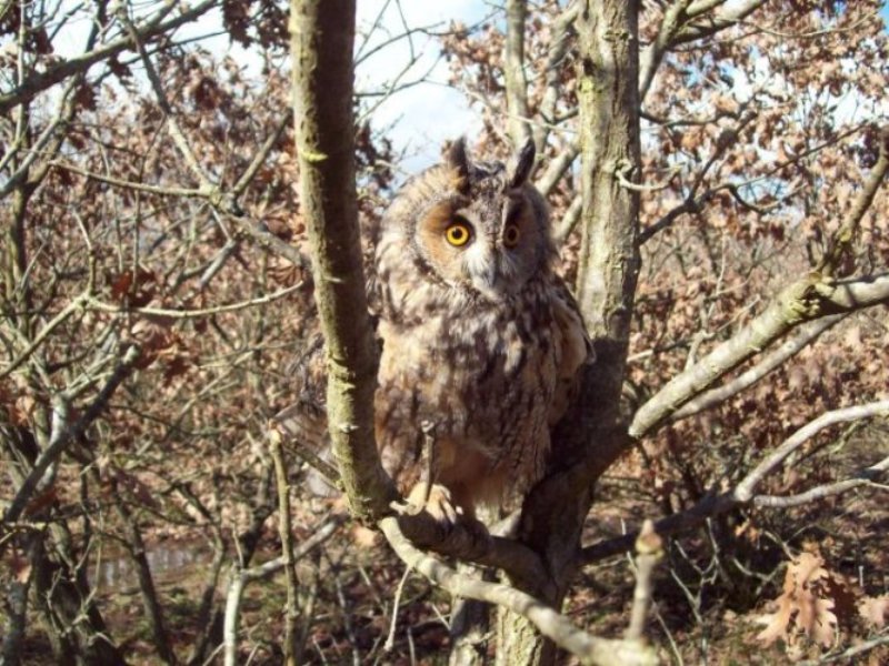 Kulaklı orman baykuşu