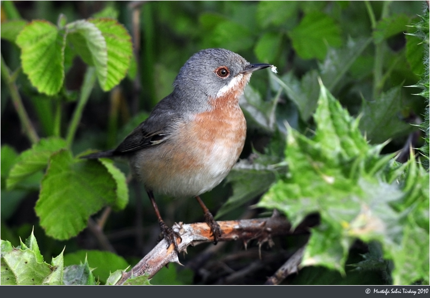 Bıyıklı ötleğen