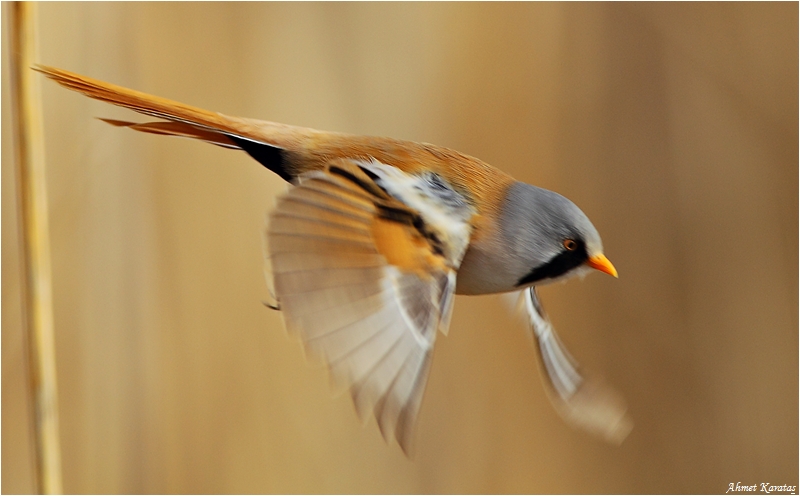 Bıyıklı baştankara