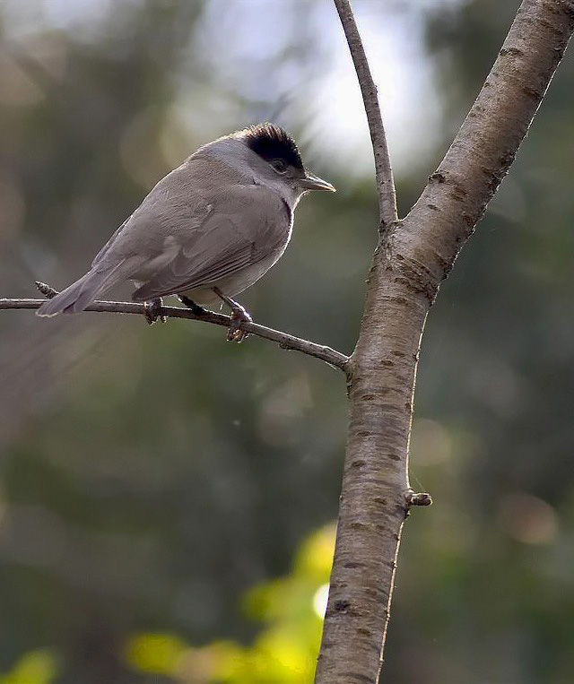 Karabaşlı ötleğen