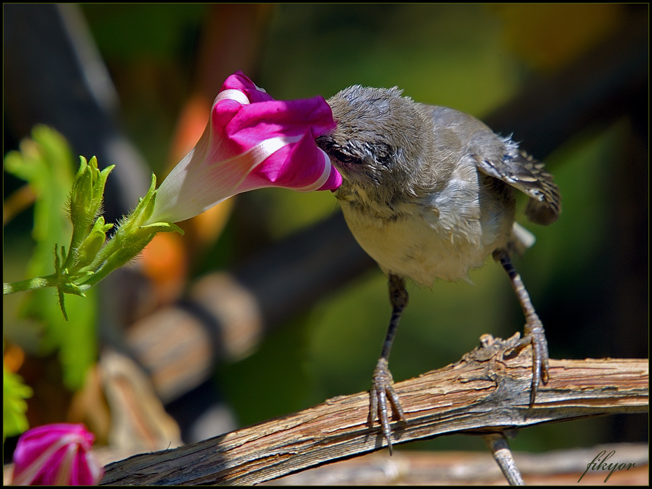 Küçük akgerdanlı ötleğen