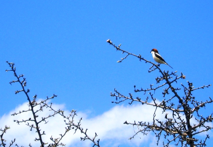 Kızılbaşlı örümcekkuşu