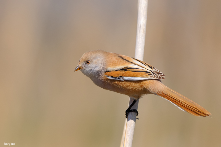 Bıyıklı baştankara