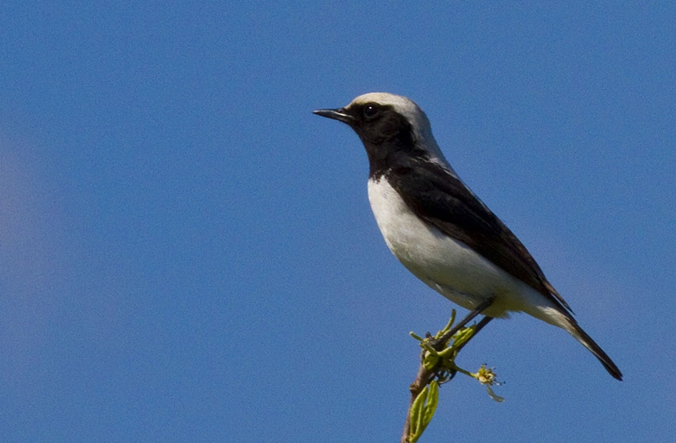 Aksırtlı kuyrukkakan