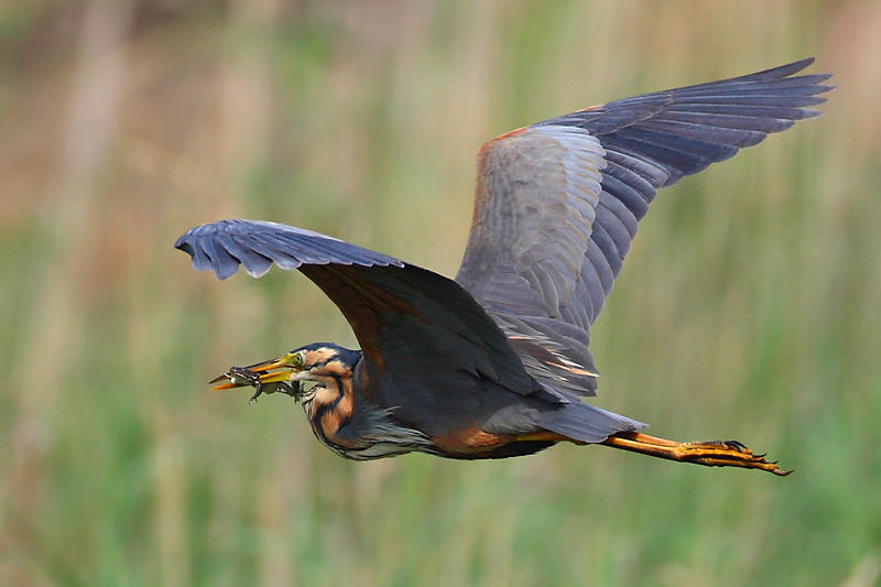 Erguvani balıkçıl