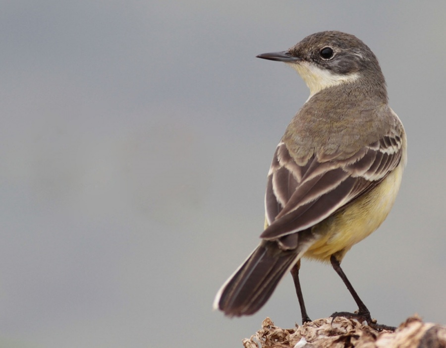 Sarı kuyruksallayan