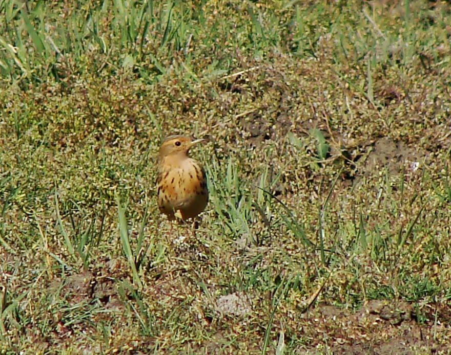 Kızılgerdanlı incirkuşu