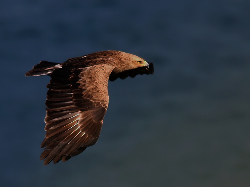 Küçük orman kartalı