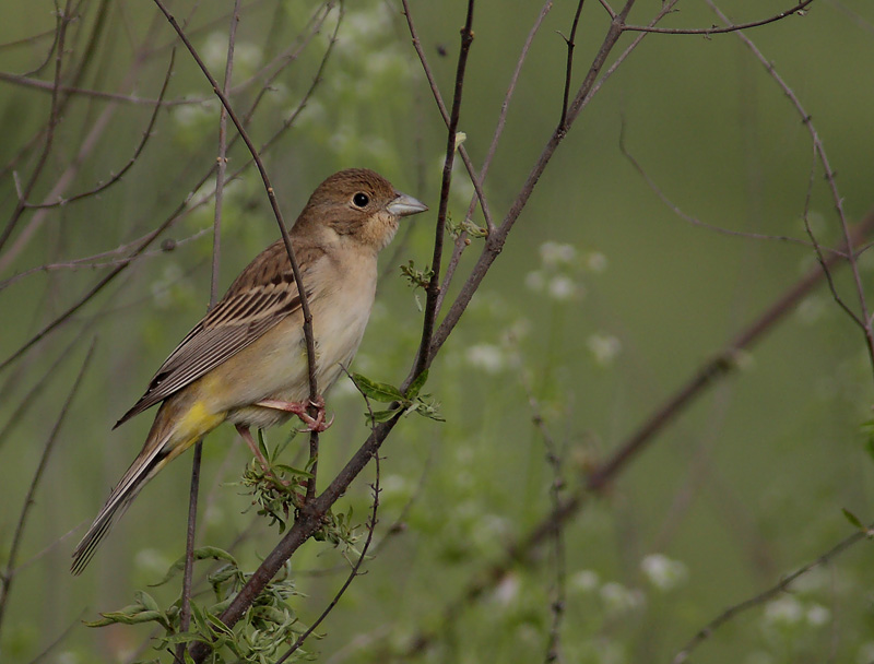 Karabaşlı kirazkuşu