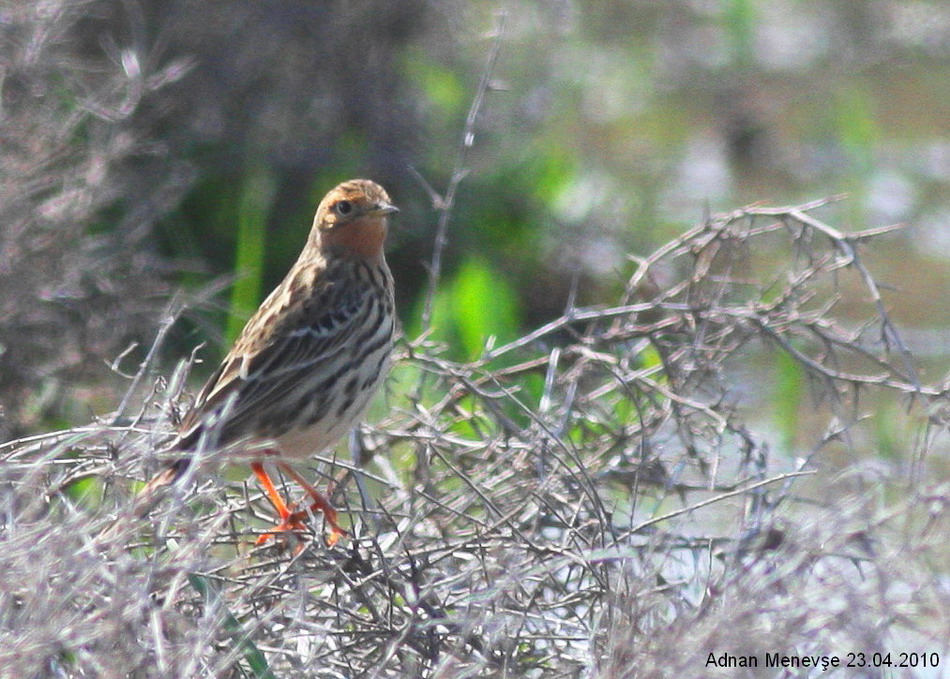 Kızılgerdanlı incirkuşu