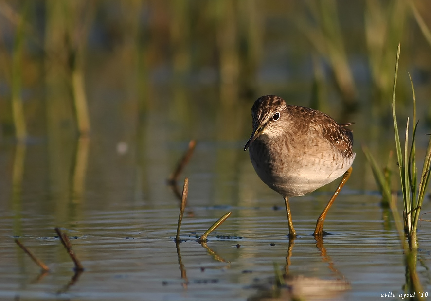 Orman düdükçünü