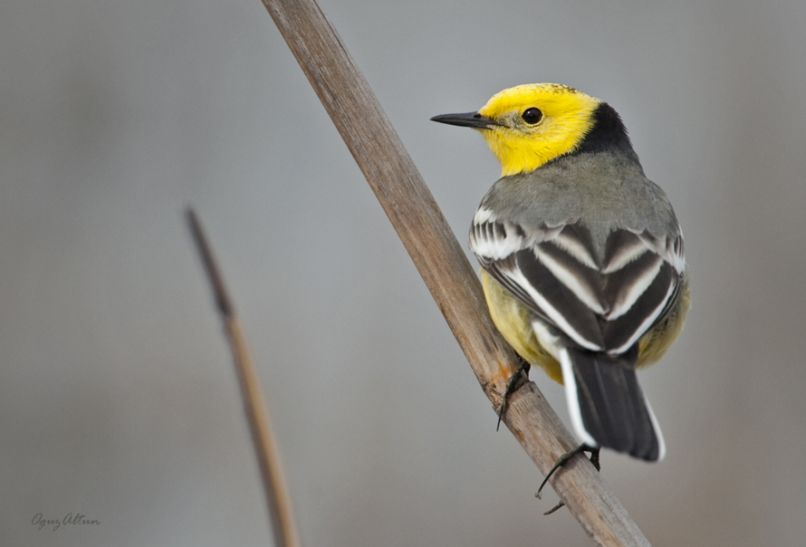 Sarıbaşlı kuyruksallayan
