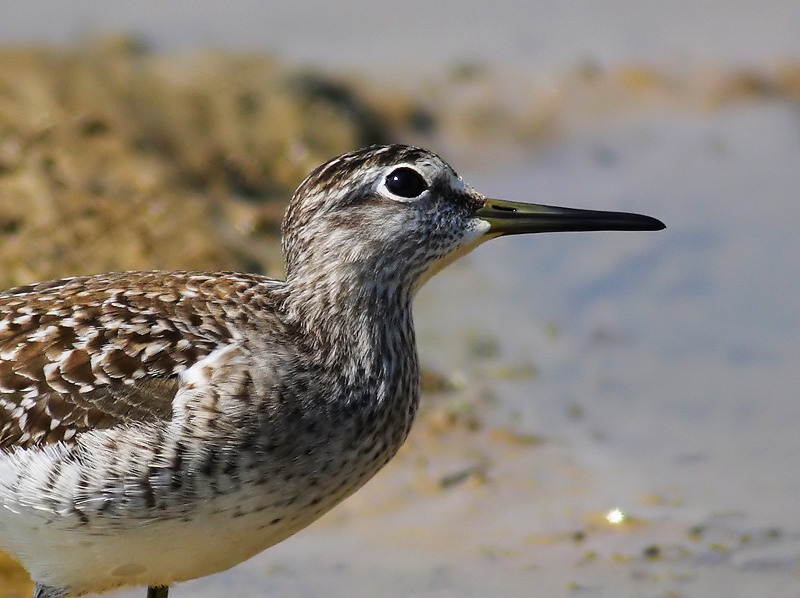 Orman düdükçünü