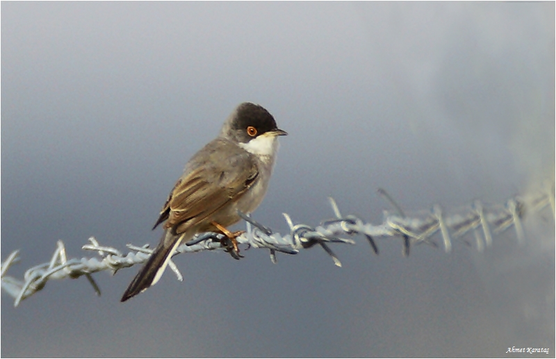 Pembegöğüslü ötleğen