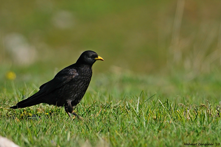 Sarıgagalı dağ kargası