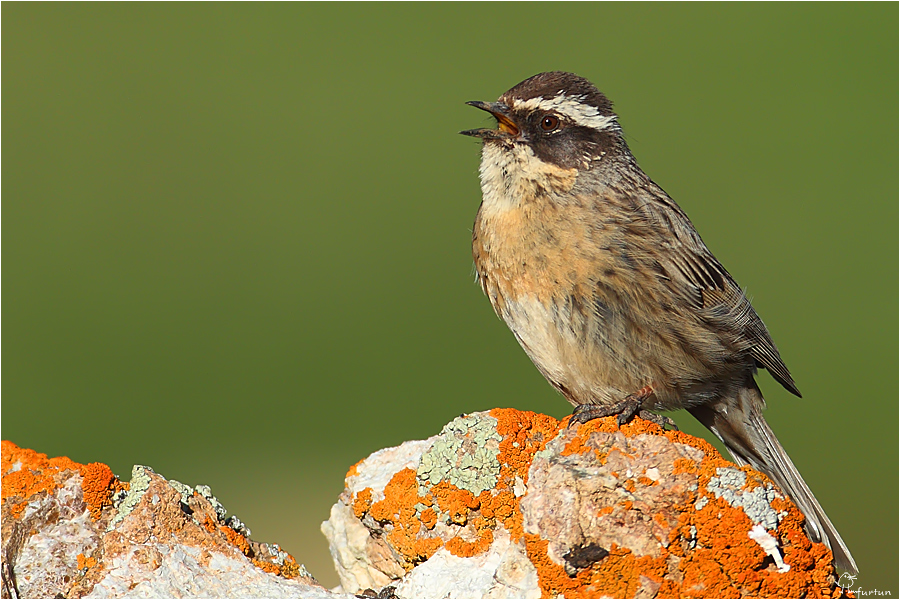 Sürmeli dağbülbülü