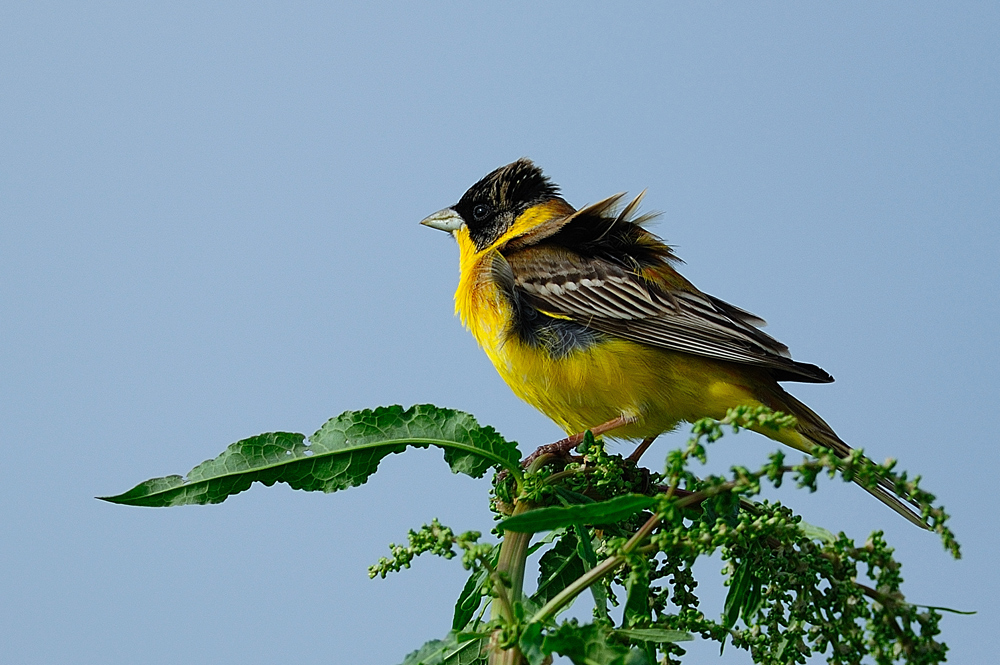Karabaşlı kirazkuşu