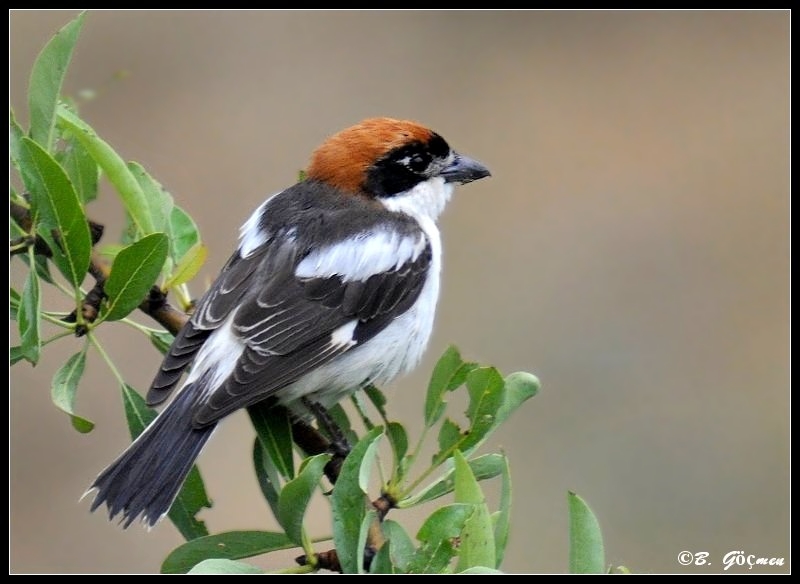 Kızılbaşlı örümcekkuşu