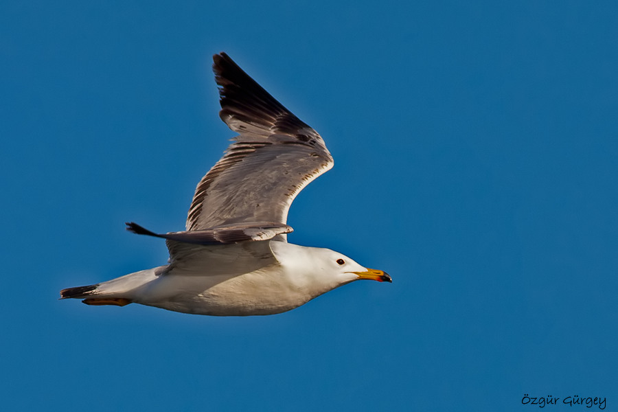 Van gölü martısı