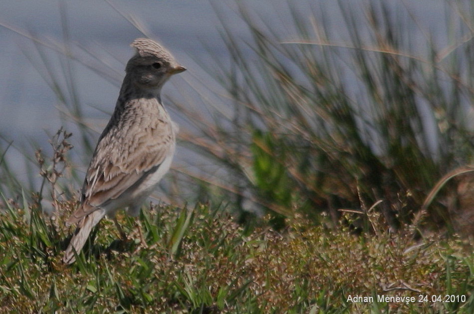 Türkistan çorak toygarı