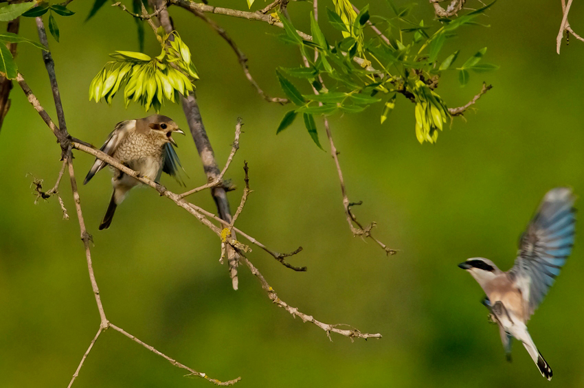 Kızılsırtlı örümcekkuşu