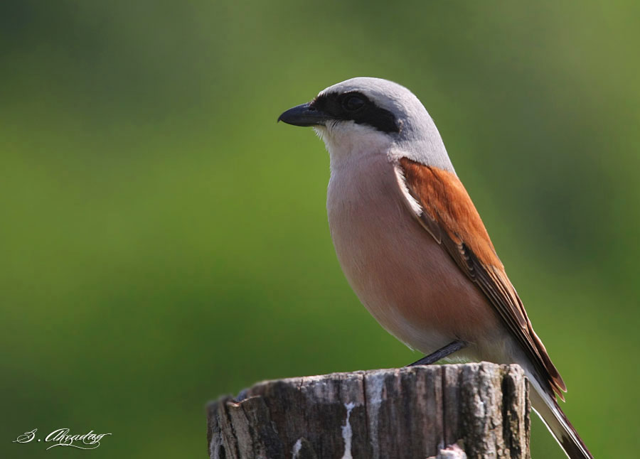 Kızılsırtlı örümcekkuşu