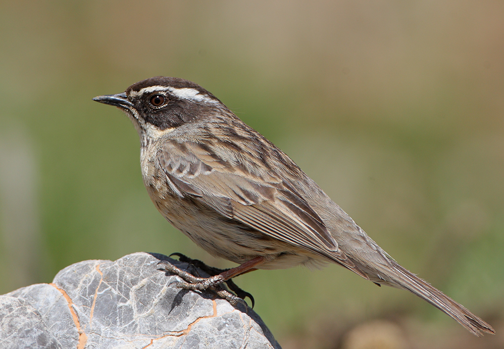 Sürmeli dağbülbülü