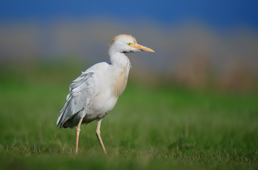 Sığır balıkçılı