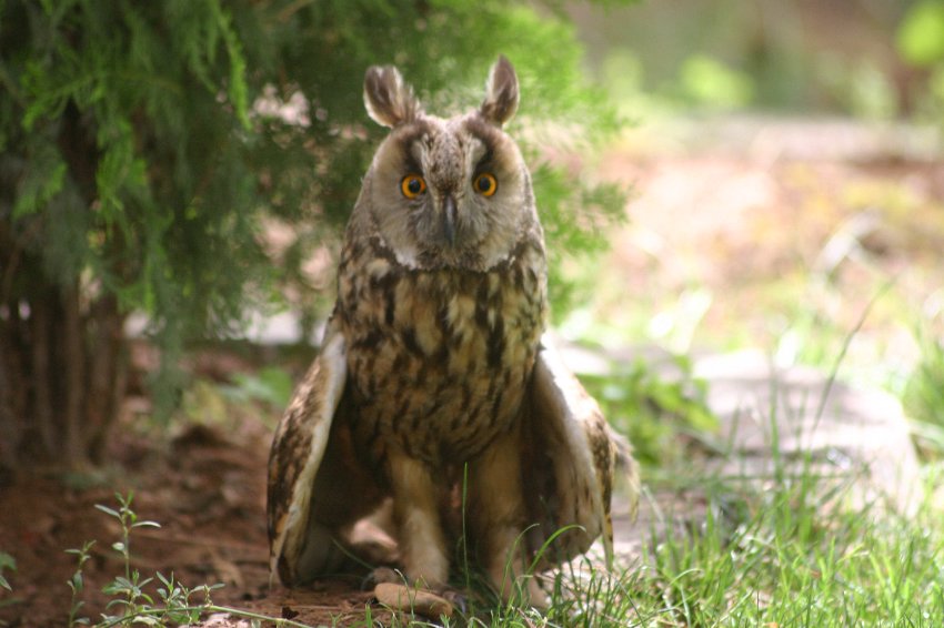 Kulaklı orman baykuşu