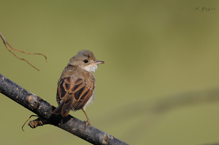 Akgerdanlı ötleğen
