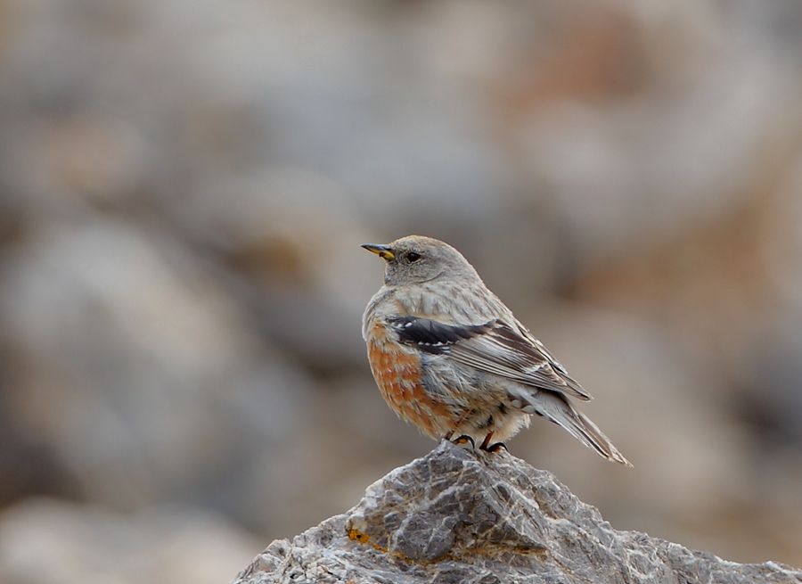 Büyük dağbülbülü