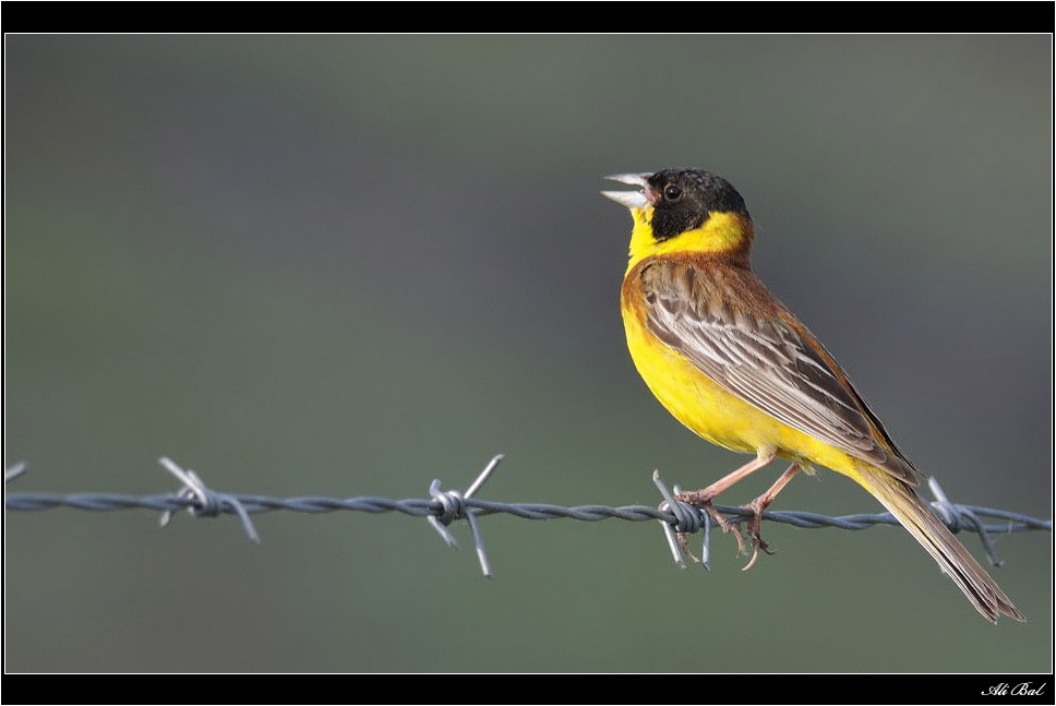 Karabaşlı kirazkuşu