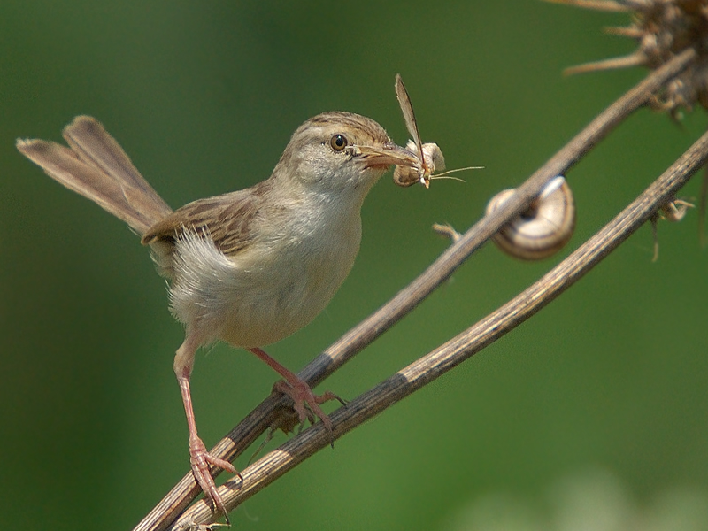 Dikkuyruklu ötleğen