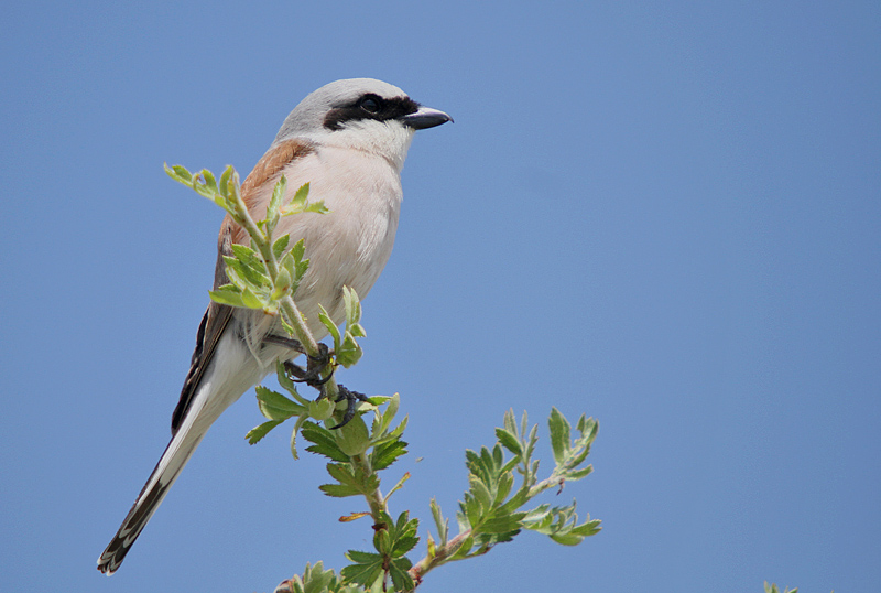 Kızılsırtlı örümcekkuşu