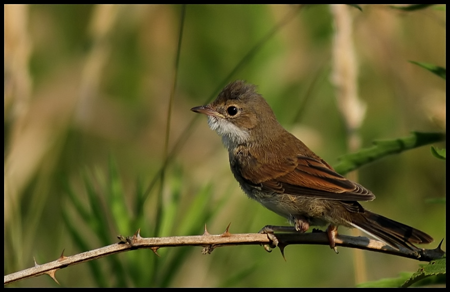 Akgerdanlı ötleğen