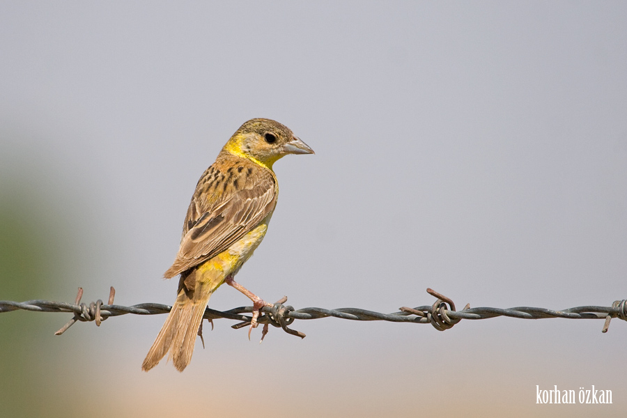 Karabaşlı kirazkuşu