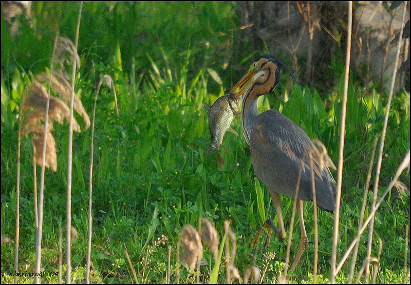 Erguvani balıkçıl