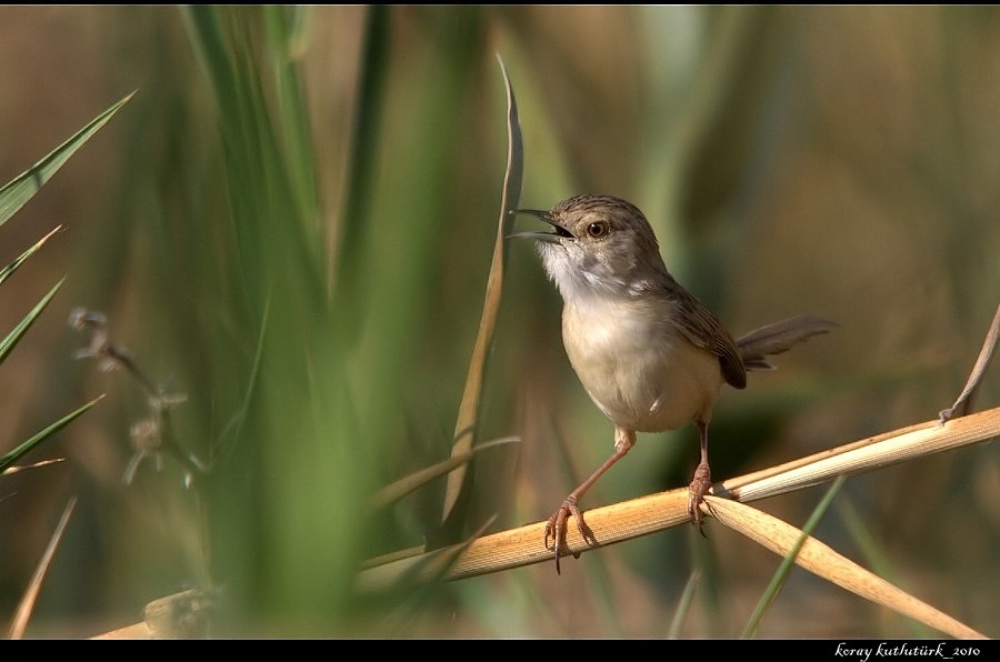 Dikkuyruklu ötleğen