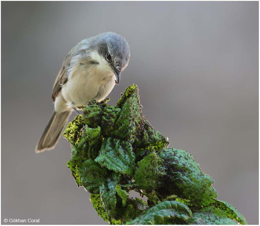 Küçük akgerdanlı ötleğen