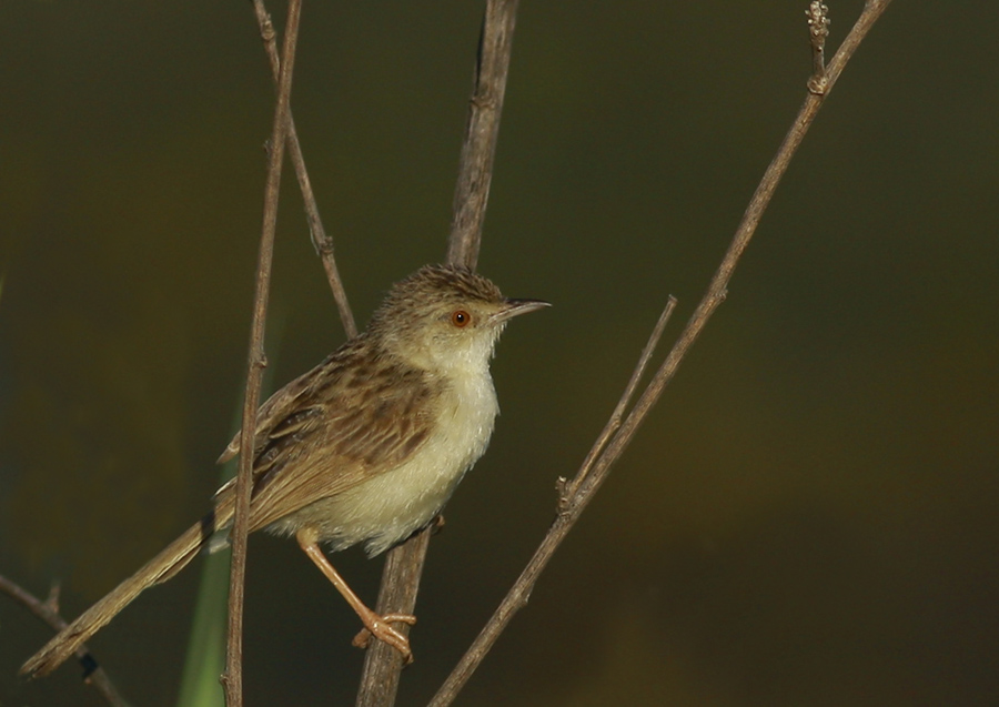Dikkuyruklu ötleğen