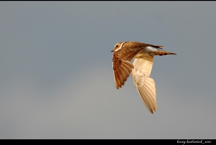Halkalı küçük cılıbıt