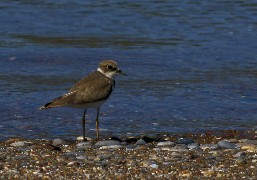 Halkalı küçük cılıbıt
