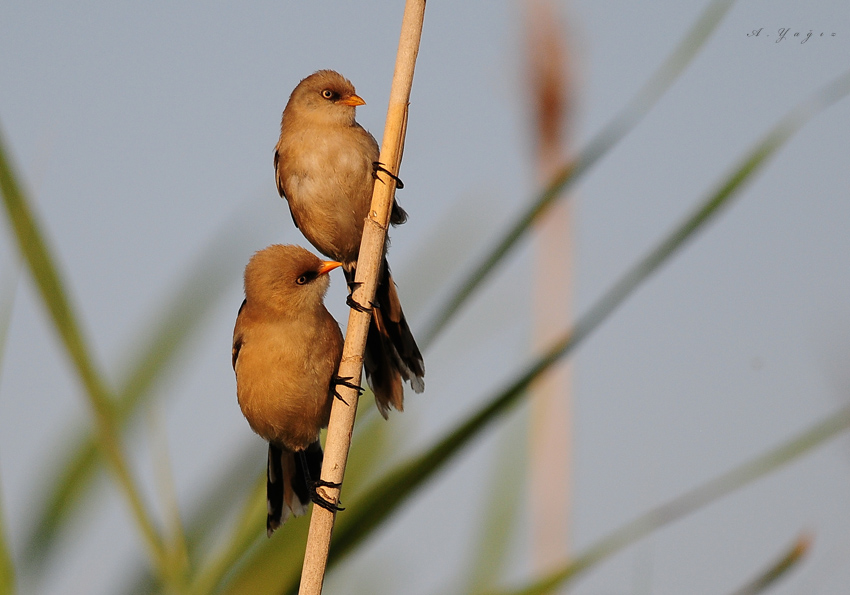 Bıyıklı baştankara