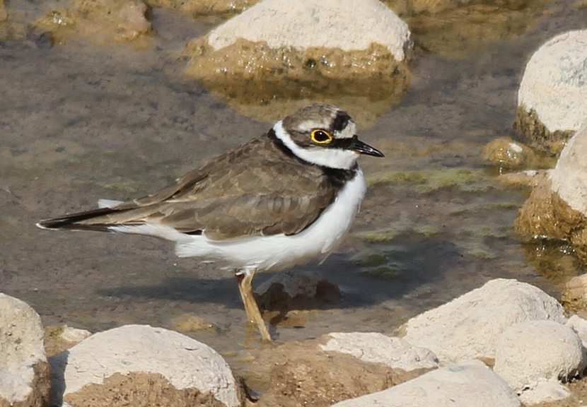 Halkalı küçük cılıbıt