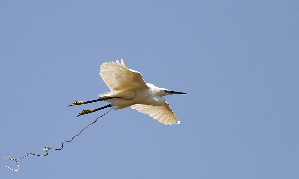 Küçük ak balıkçıl