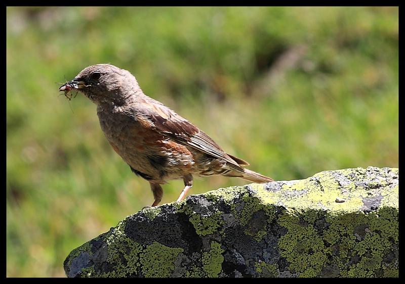 Büyük dağbülbülü